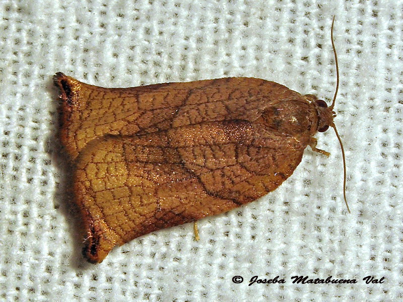 Archips podana femmina - Tortricidae